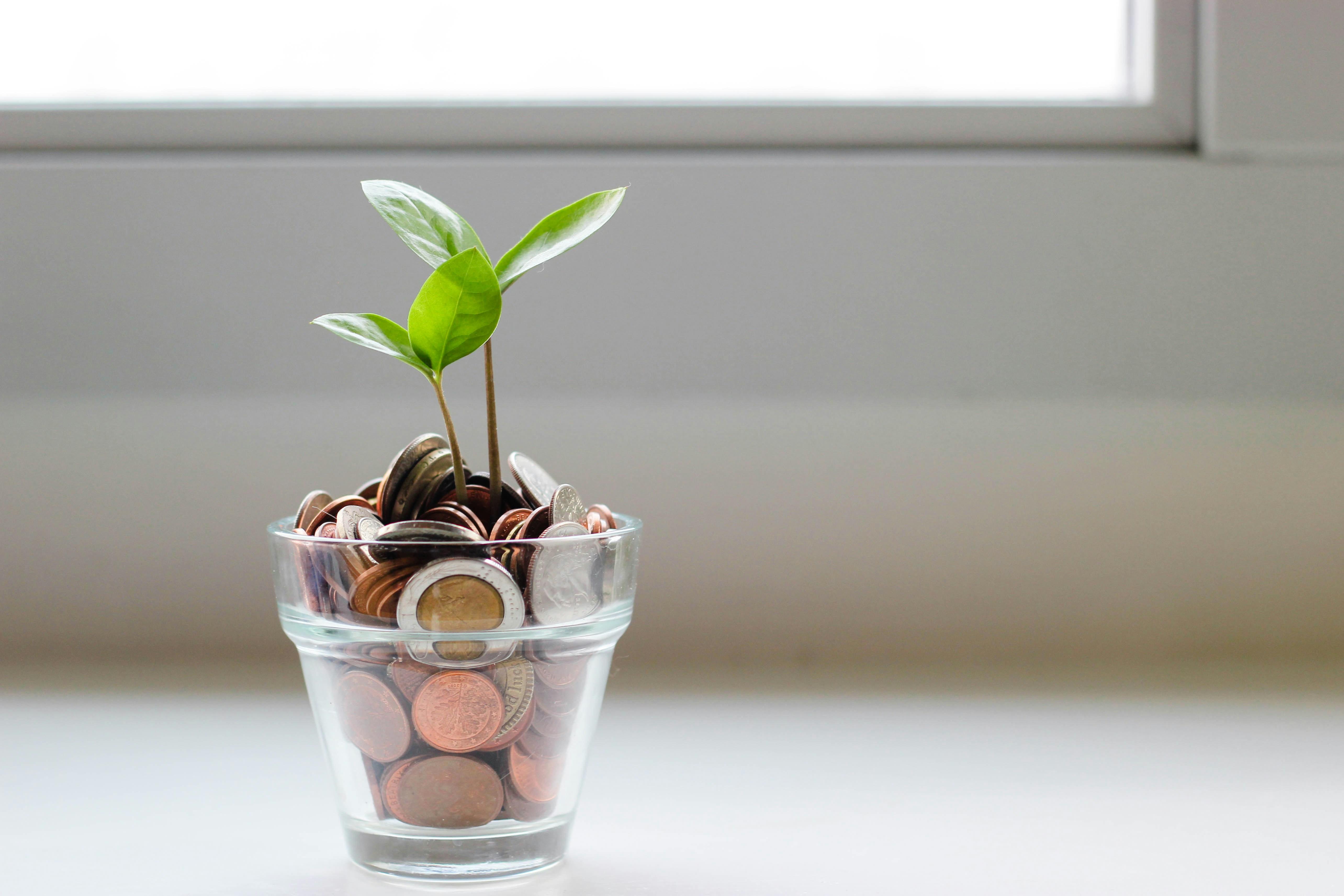 money tree growing